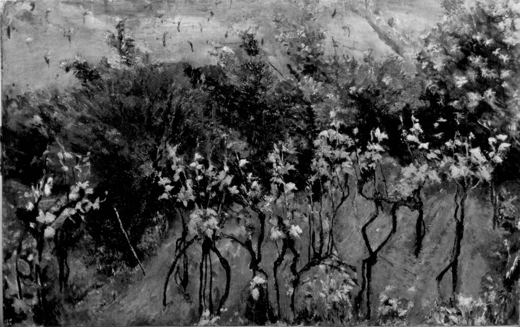Vigneti